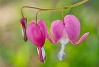Rosa Bleeding Heart Blumen