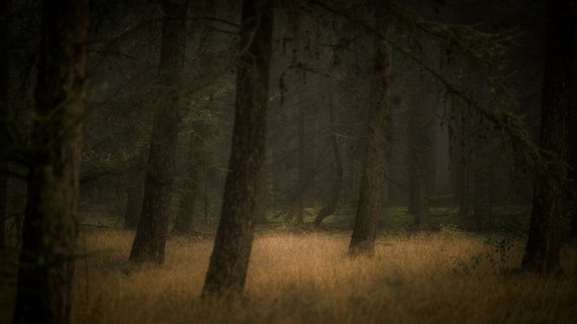 Herbst in der Forstwirtschaft Dorst von Patrick Rosenthal