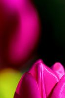 Color up your life, magic tulips