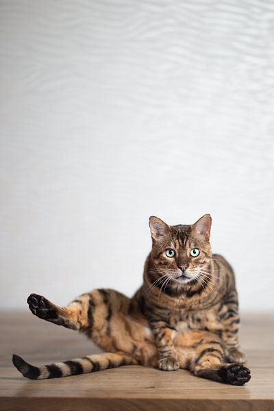Bengalen Atos von Janine Bekker Photography
