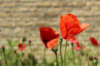 Le pavot en pleine croissance
