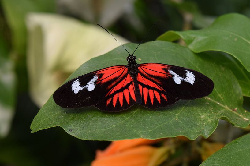 Schmetterling in schwarz, weiß und rot liegt auf einem Blatt. von Nicolette Vermeulen