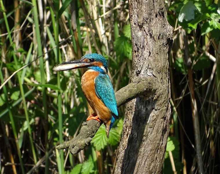 IJsvogel met visje. par Robert Moeliker