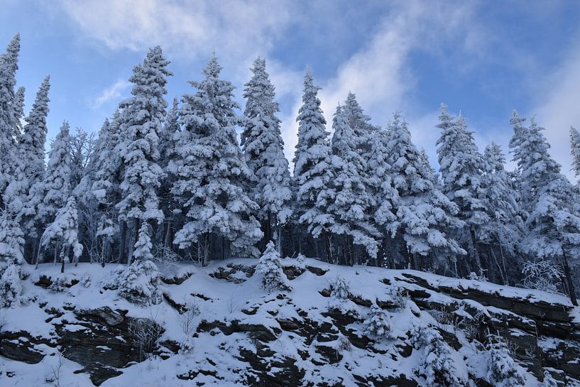 Verschneite Tannen auf einem Felsen von Claude Laprise