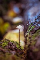 Champignon entre deux troncs d'arbre.