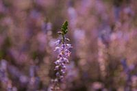 Purple Heath - Bokeh