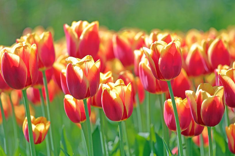 Rood gele tulpen in het veld par Ronald Smits
