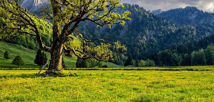Vieil arbre au printemps par Andreas Föll