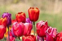 colorful,tulips