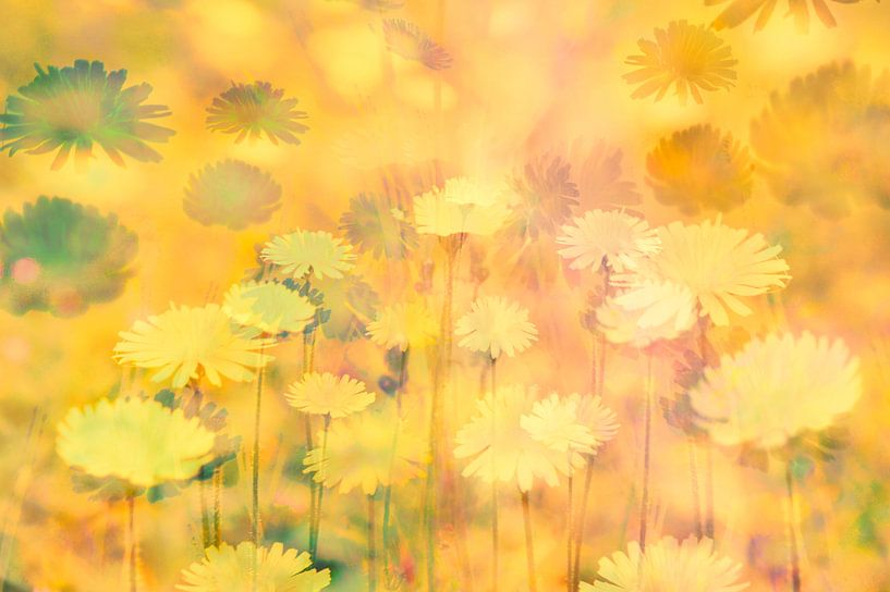 Pissenlits von Martine Affre Eisenlohr