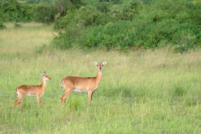 Uganda-Grasantilope (Kobus thomasi), National Parks of Uganda von Alexander Ludwig