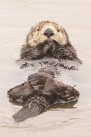 Was für ein niedlicher Seeotter