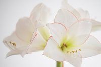 Amaryllis wit