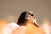 Gros plan sur une oie du Nil