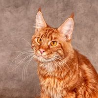 Main Coon