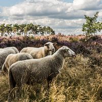 Moutons sur la Lommelse Heide (B)