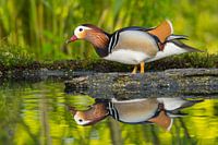 mandarin duck