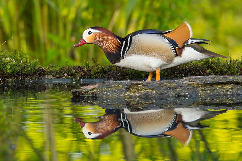 mandarin duck by Bas Verschoor