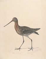 Uferschnepfe - Stephanus Hendrik Willem van Trigt ca. 1810-1840 - Sammlung Teylers Museum
