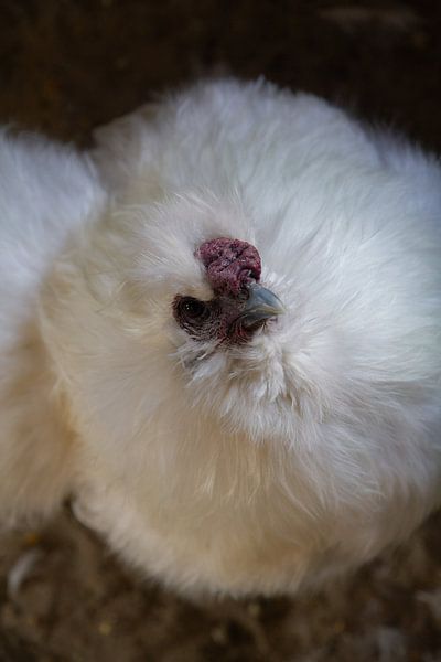 Weißen Huhn von Stefan Zwijsen