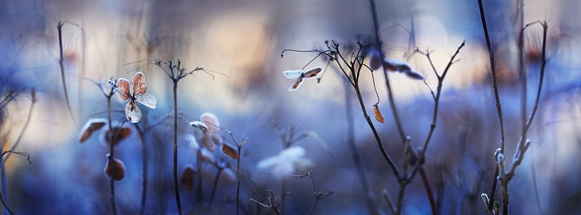 Hortensia Panorama par Maayke Klaver