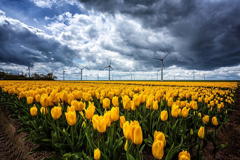 Tulip field in Espel by Cho Tang
