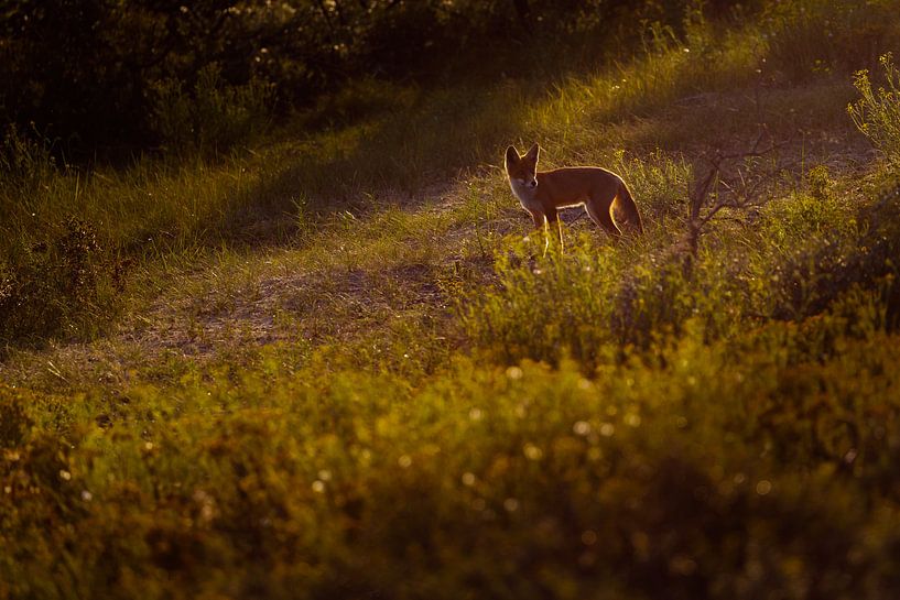 fox par Pim Leijen