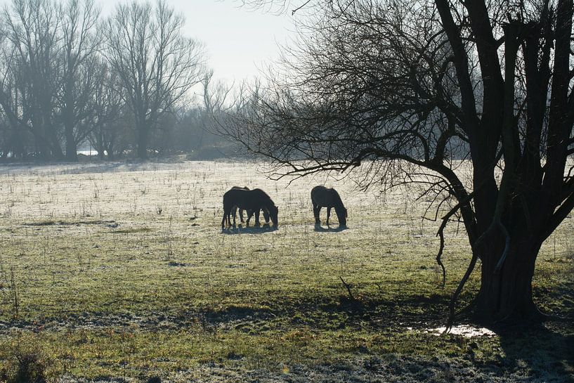 Konik's horses silhouette by Timo Kant