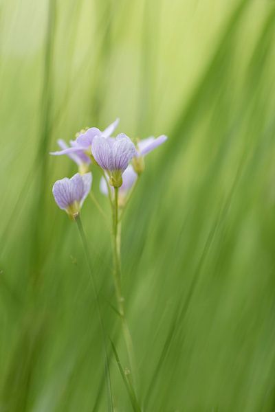 Pinksterbloemen par Ingrid Van Damme fotografie