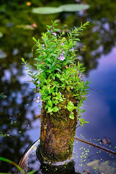 Flowers and plants on mossy picket in pond surrounded by water by pixxelmixx