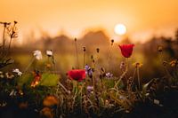 Summerweelde | Ein Sonnenaufgang inmitten von Blumen