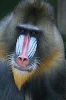 Mannelijke mandrill