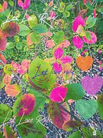 Laissez l'amour régner