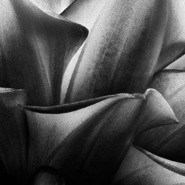 Dahlia par Paul van Gaalen