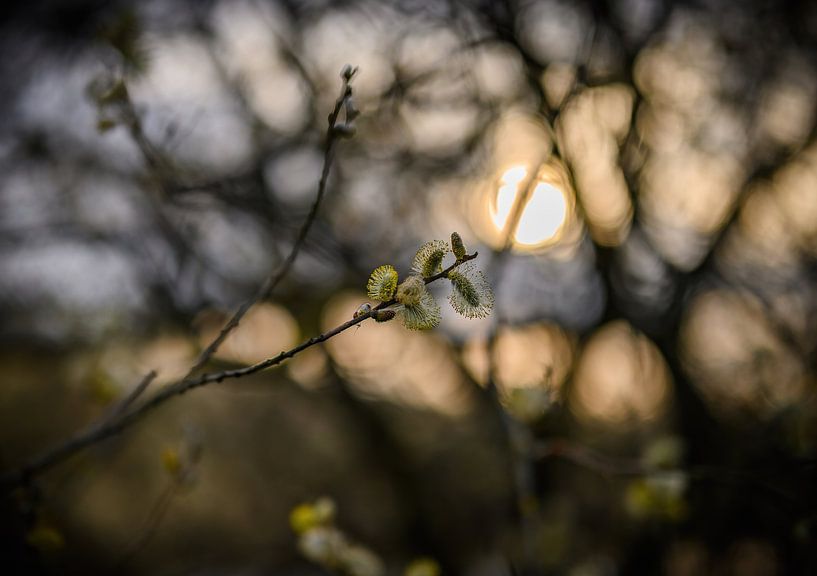 saule doré par Tania Perneel
