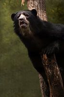 Ours dans un arbre // portrait d'animal, animaux, nature // fine-art