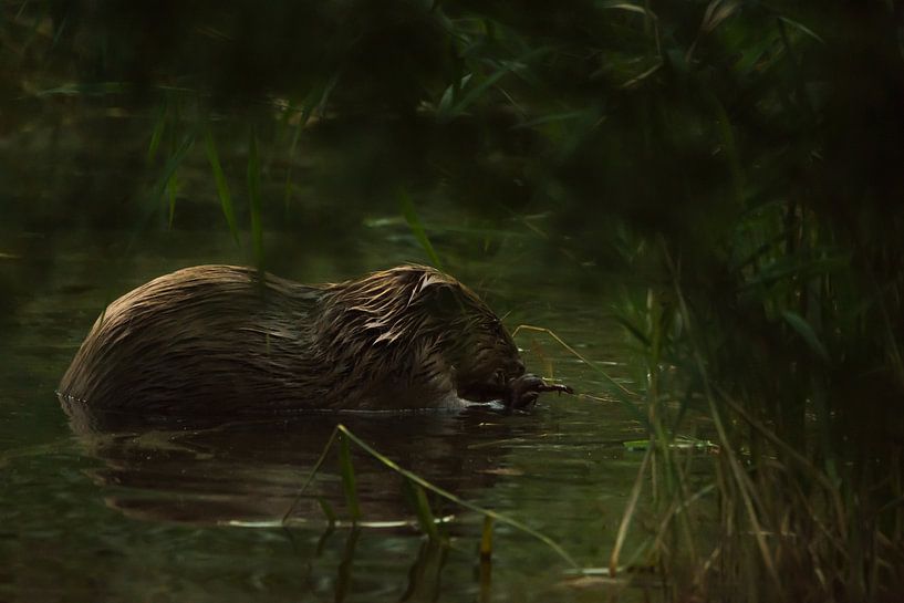 Gnawing beaver by Danny Slijfer Natuurfotografie
