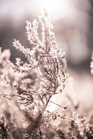 Gefrorene Heidelandschaft