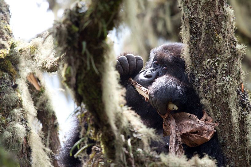 Baby-Gorilla im Dschungel von Virunga, Ruanda von Teun Janssen
