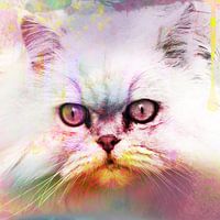 Katze, Katze, Kunst, Bunt, Einzigartig