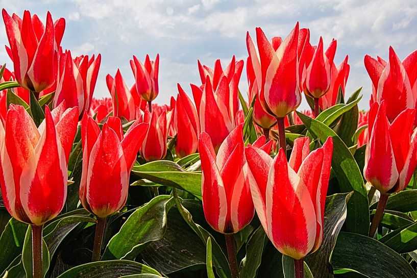 Tulipfield von Fred Knip