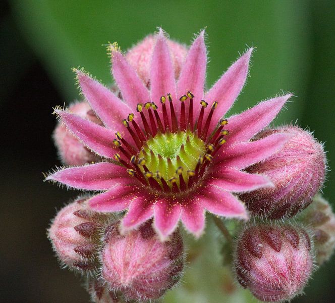 House garlic, a succulent plant with festive flowers by Natuurpracht   Kees Doornenbal