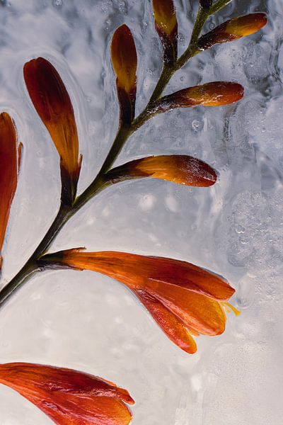 Montbretia en glace 3 par Marc Heiligenstein