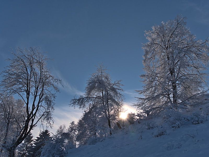 Traumhafte Winterlandschaft auf der Schwäbischen Alb mit schneebedeckten Bäumen von Timon Schneider