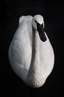 Elegantes Porträt eines majestätischen Schwans