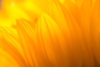 Nahaufnahme Sonnenblume