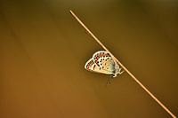 Les bleus de bruyère dans l'herbe à Bargerveen