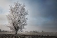 IJsboom in winters landschap