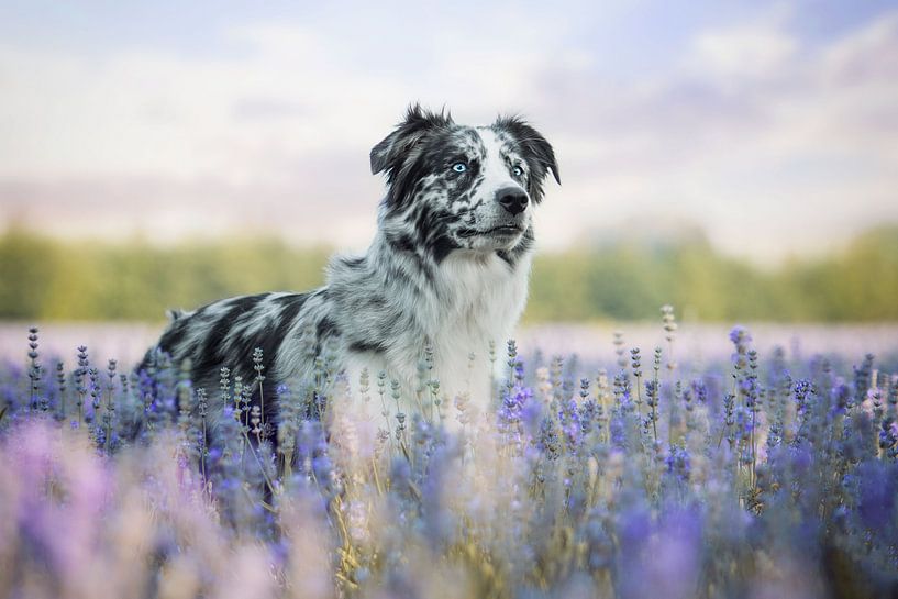 Border Collie dans la lavande par Lotte van Alderen