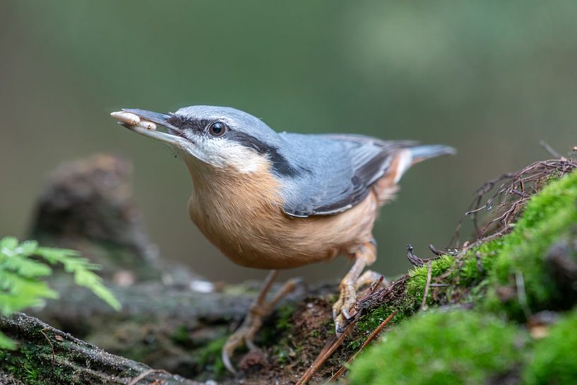 Nuthatch collecting seeds by Sven Scraeyen
